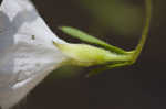 Coastalplain dawnflower